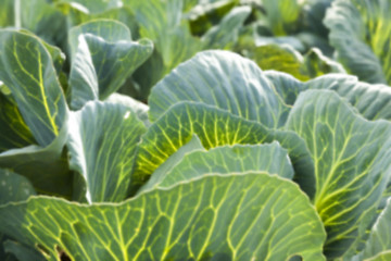 Image showing green cabbage field  
