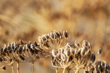 Image showing mature dill close-up 