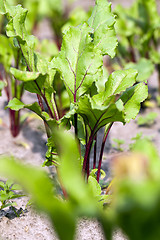 Image showing field with beetroot  