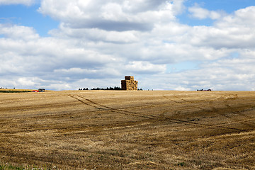 Image showing gathering the wheat harvest  