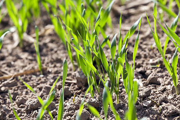 Image showing field with cereals 