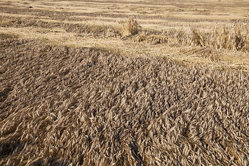 Image showing Field of cereal in the summer 