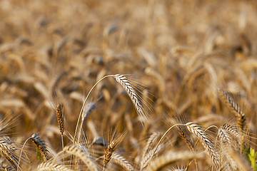 Image showing cereal farming field 