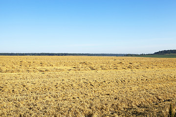 Image showing farm field cereals  