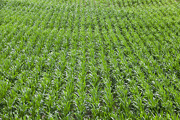 Image showing Corn field, summer  