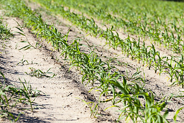 Image showing green corn. Spring 