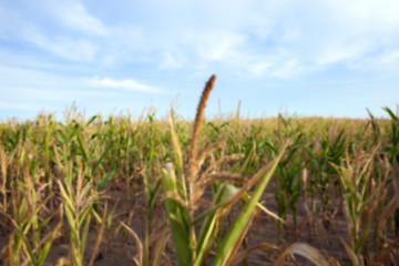 Image showing Green immature corn  