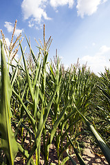 Image showing field with green corn 