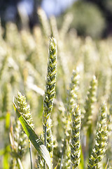 Image showing unripe ears of wheat  