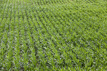 Image showing Field with corn  