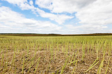 Image showing collection rapeseed crop 