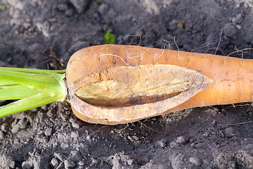 Image showing Carrots on the ground  