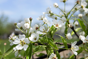 Image showing blooming apple trees  