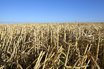 Image showing farm field cereals  