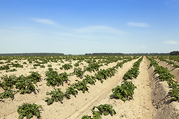 Image showing Potatoes in the field 