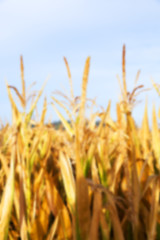 Image showing Green immature corn 