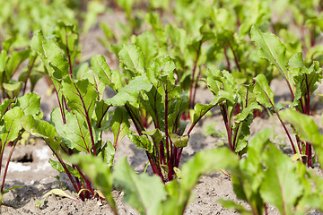 Image showing Field with red beetroot  