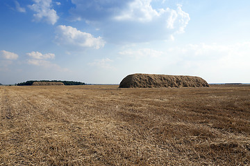 Image showing ripe yellow cereals  