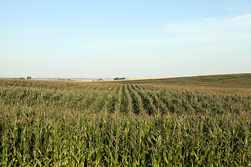 Image showing Corn field, summer 