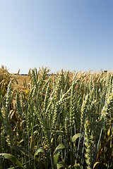 Image showing immature green grass  