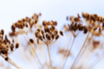 Image showing mature dill close-up  