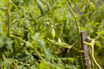 Image showing  green unripe tomato