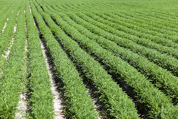 Image showing Field with carrot  