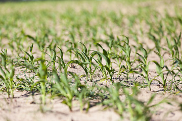 Image showing green corn. Spring  
