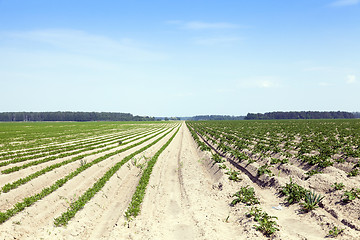 Image showing Field with carrot 