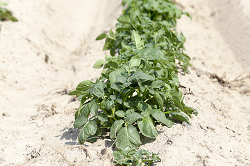 Image showing Agriculture,   potato field  