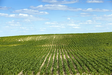 Image showing Corn field, summer 