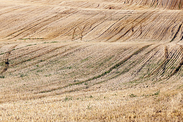 Image showing agricultural field, cereals  