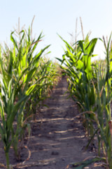 Image showing Green immature corn  