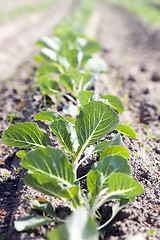 Image showing green cabbage in a field  