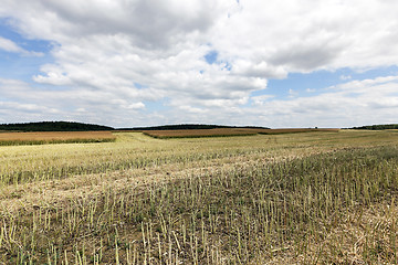 Image showing rapeseed field in the summer  