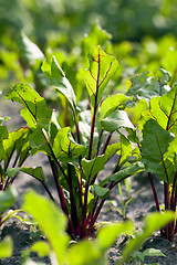 Image showing young beet greens 