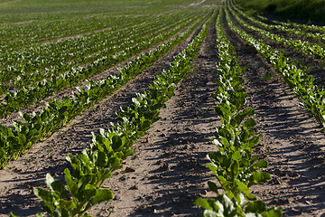 Image showing field with beetroot  