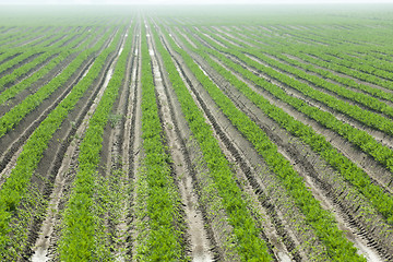 Image showing Field with carrot  