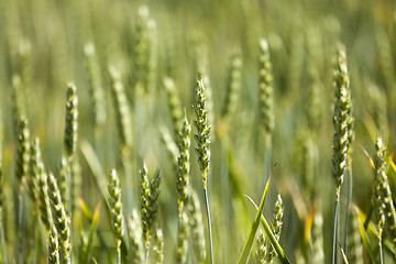 Image showing green cereals, close-up 