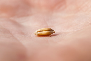 Image showing wheat, close up 