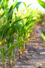 Image showing Green immature corn  