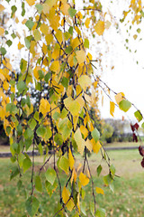 Image showing Autumn Park, overcast 