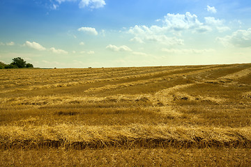 Image showing Cut the straw in the field of agriculture 