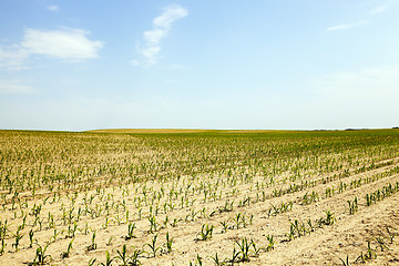 Image showing Corn field, summer 