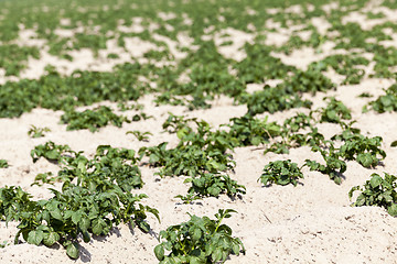 Image showing Agriculture,   potato field 
