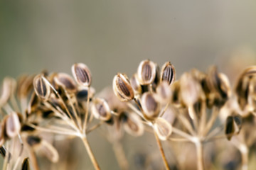 Image showing mature dill close-up 