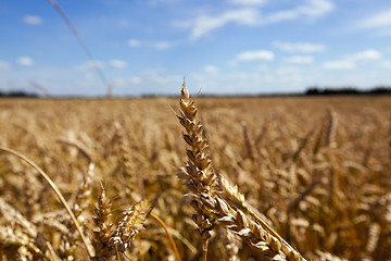 Image showing agricultural field with cereal 
