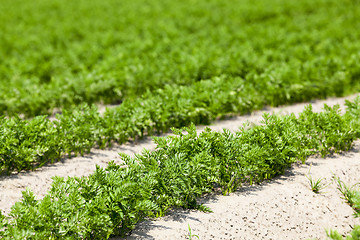 Image showing Field with carrot 