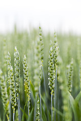 Image showing unripe ears of wheat  