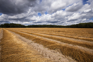 Image showing Flax field , autumn